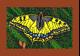 Papilio Machaon